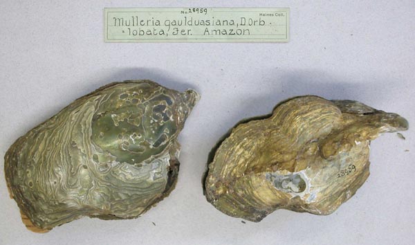 specimen