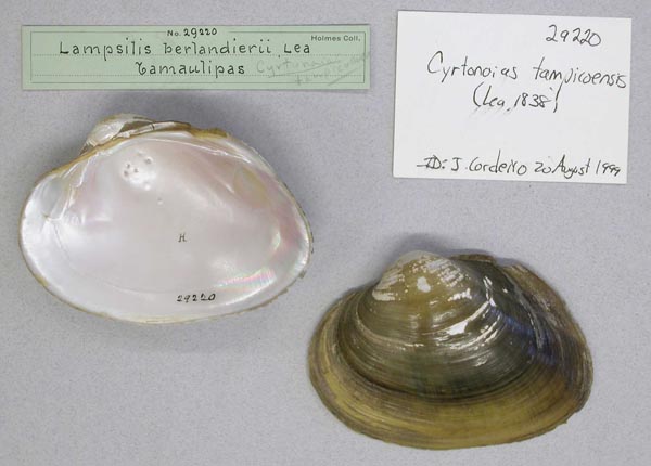 specimen