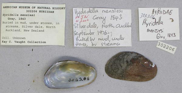 specimen