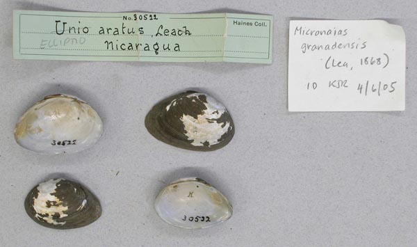 specimen