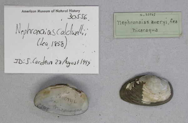 specimen
