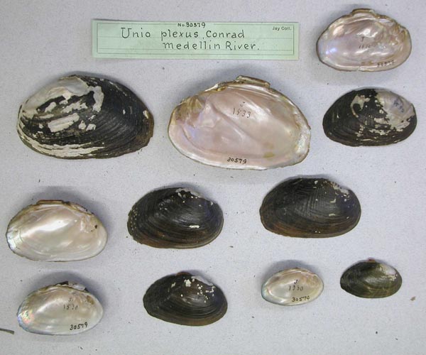 specimen