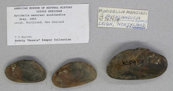 specimen