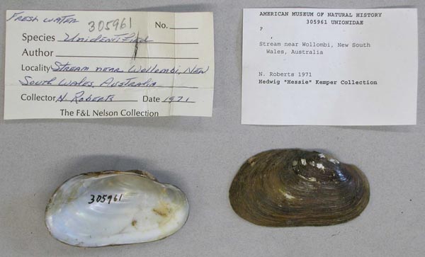 specimen