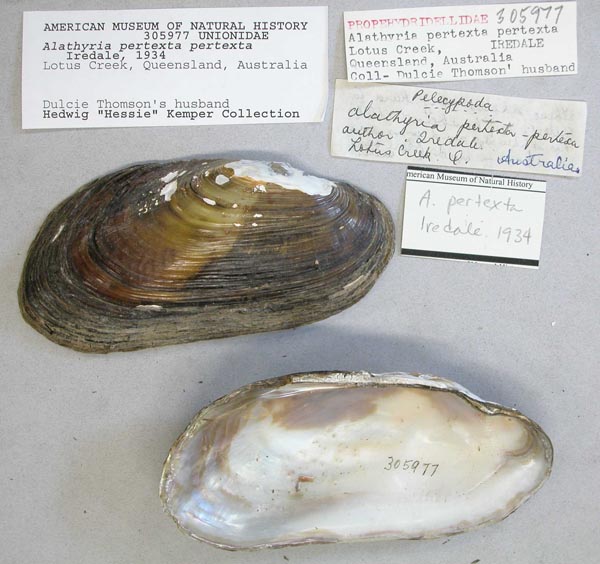 specimen
