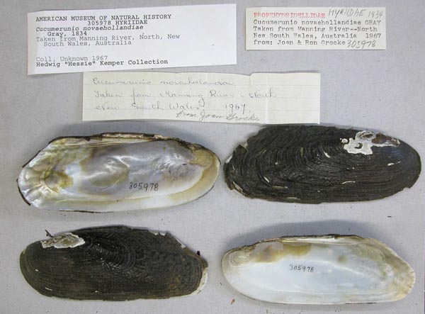 specimen