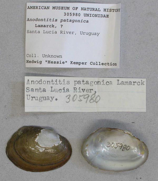 specimen
