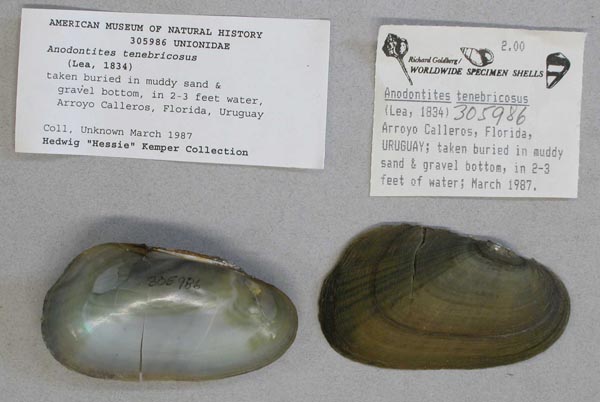 specimen