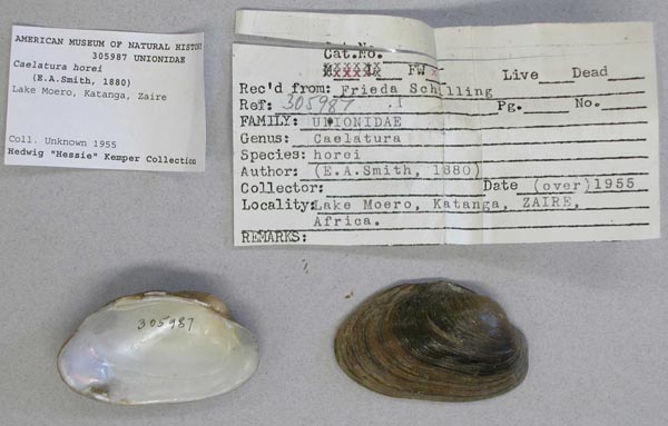 specimen