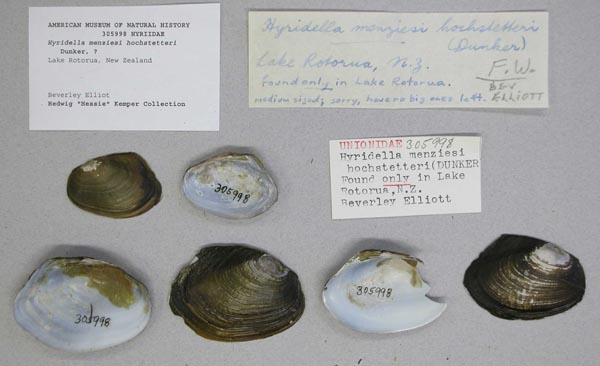 specimen