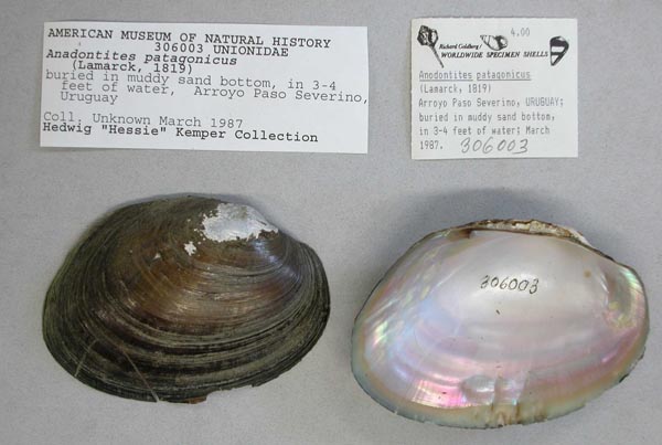 specimen