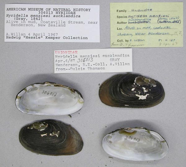 specimen