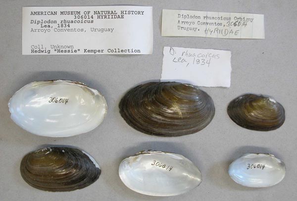 specimen