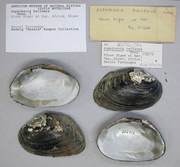 specimen