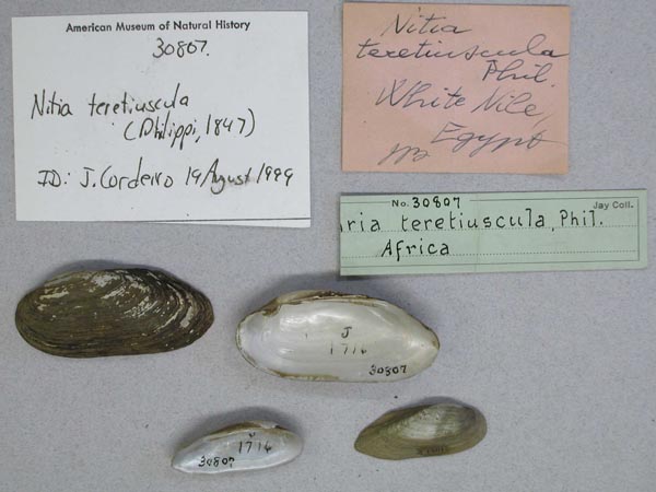 specimen