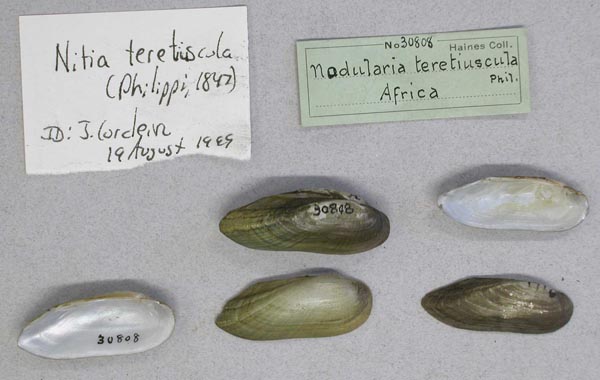 specimen
