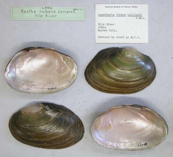 specimen