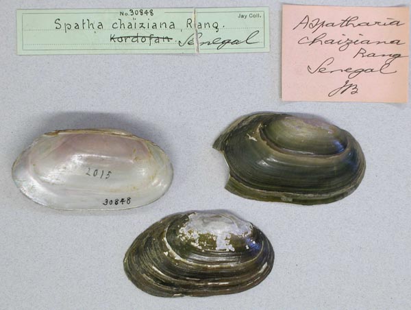 specimen