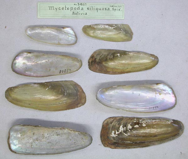 specimen