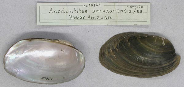 specimen