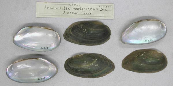 specimen