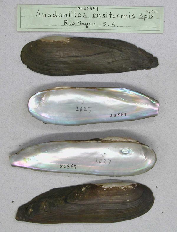 specimen