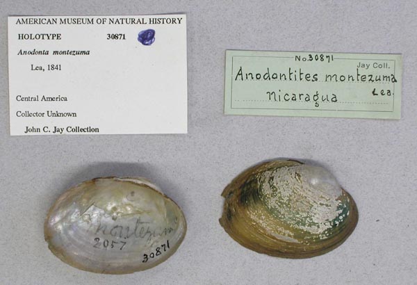 specimen