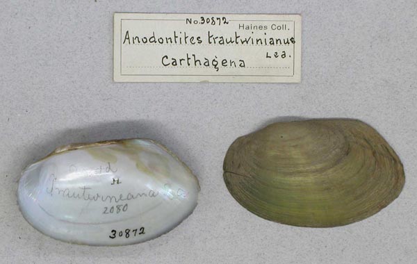 specimen