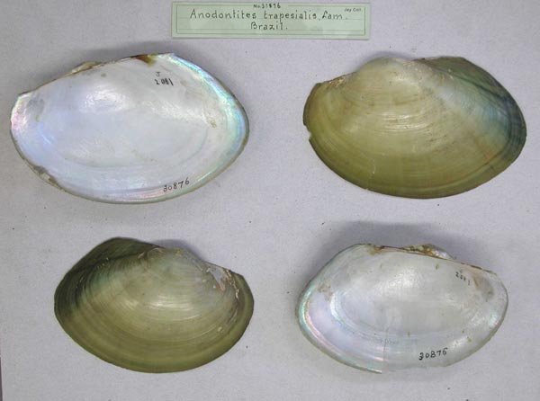 specimen