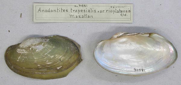 specimen