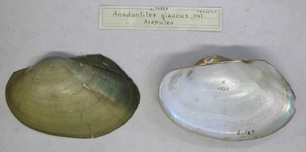 specimen