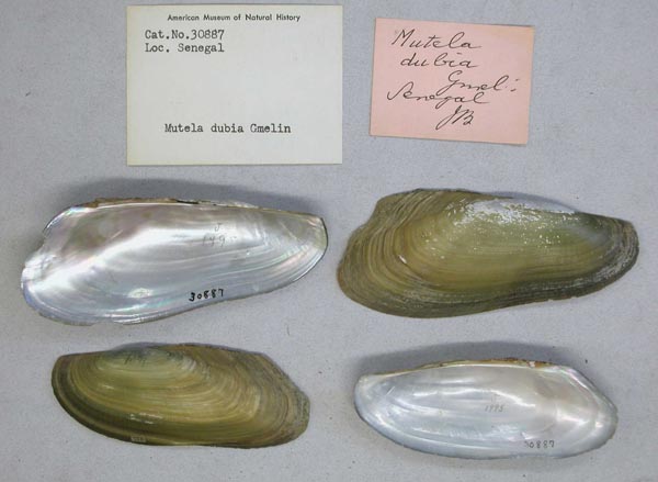 specimen