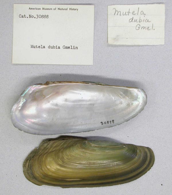 specimen