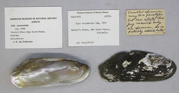 specimen