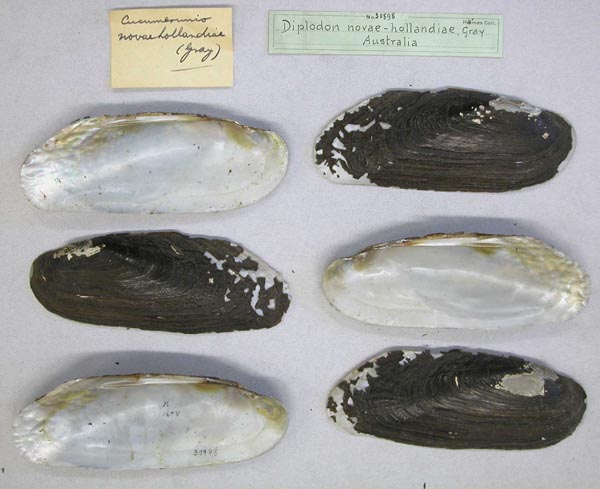 specimen