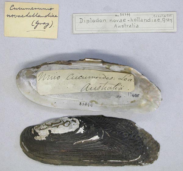 specimen