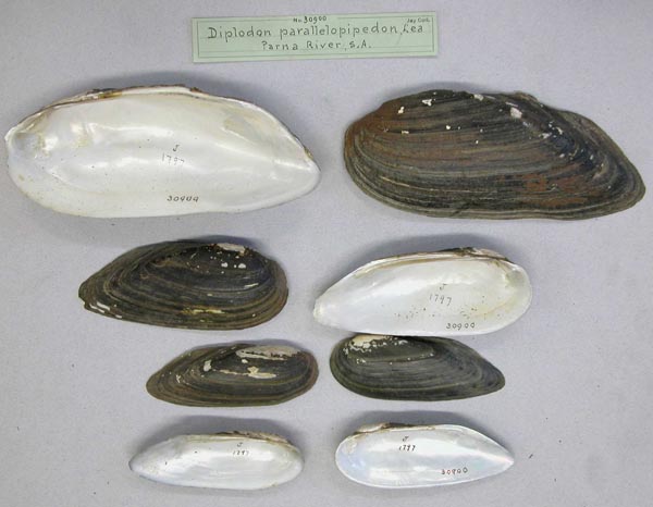 specimen