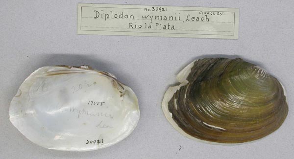 specimen