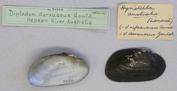 specimen