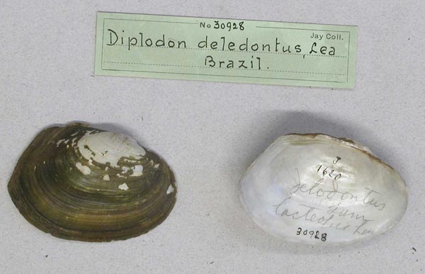 specimen
