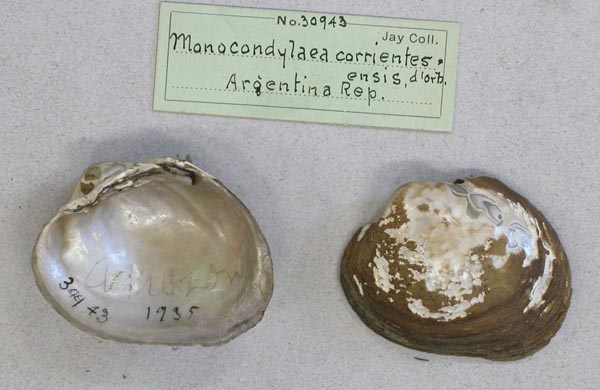 specimen