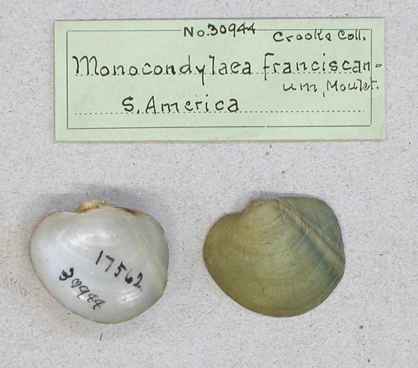 image of lot AMNH_30944