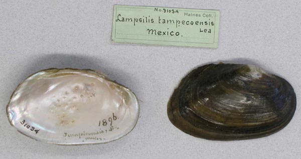 specimen