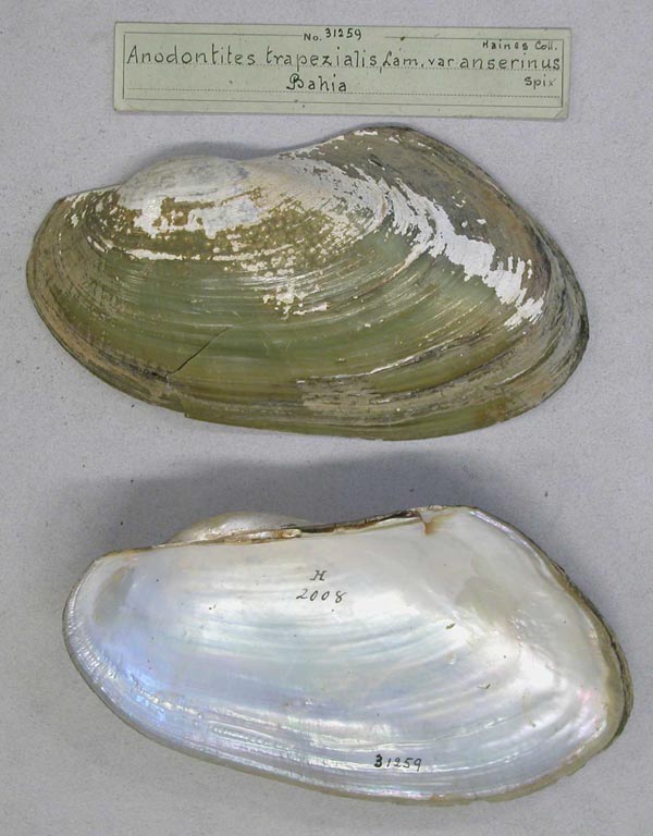 specimen