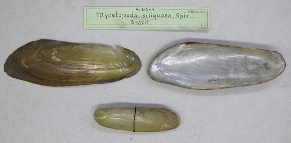 specimen