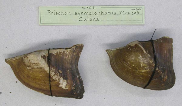 specimen