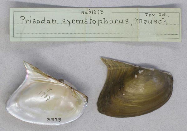 specimen