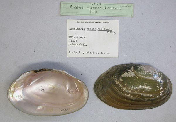 specimen