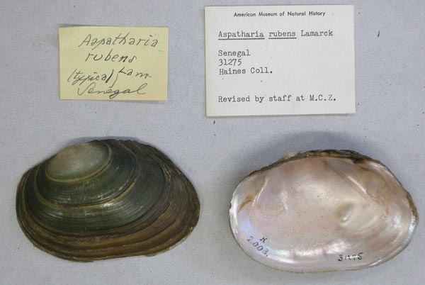 specimen