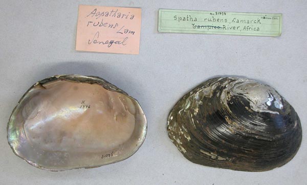 specimen